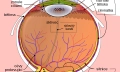 Nemoci oční sítnice