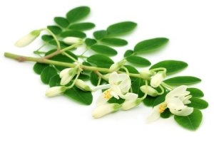 Moringa olejodárná